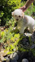 Sardine, a male Maltipoo for sale in Hillsboro, OR – 5 of 6