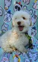 Sardine, a male Maltipoo for sale in Hillsboro, OR – 3 of 6