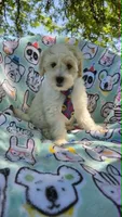 Sardine, a male Maltipoo for sale in Hillsboro, OR – 1 of 8