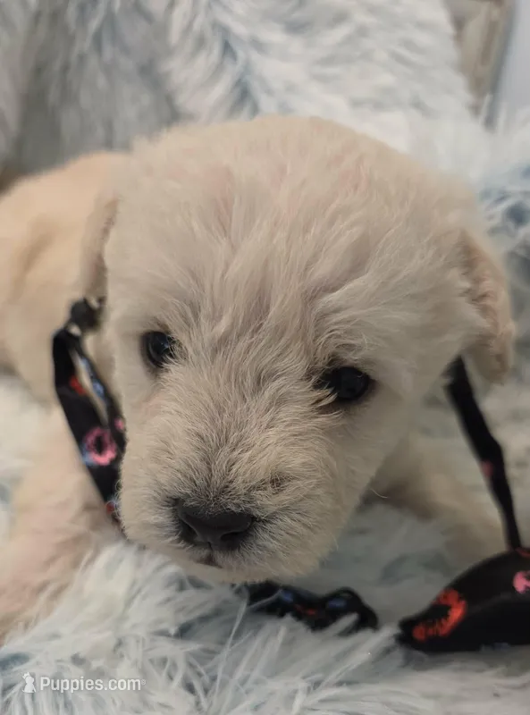 Skipper – Maltipoo puppy for sale in Hillsboro, OR