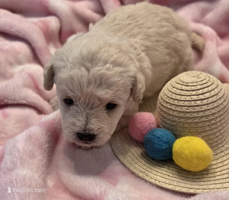 Lavender – Maltipoo puppy for sale in Hillsboro, OR