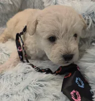 Skipper, a male Maltipoo for sale in Hillsboro, OR – Photo 2 of 2