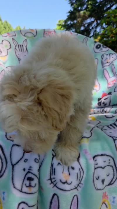 Salmon, a male Maltipoo for sale in Hillsboro, OR – 7 of 7