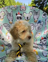 Salmon, a male Maltipoo for sale in Hillsboro, OR – 3 of 7