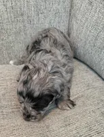 Merle Girl, a female Maltipoo for sale in Vernonia, OR – 5 of 6