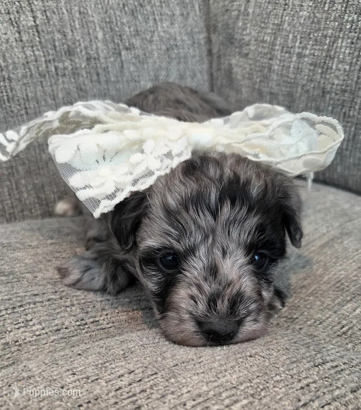 Merle Girl, a female Maltipoo for sale in Vernonia, OR – 1 of 6
