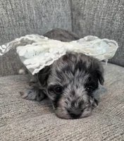 Merle Girl, a female Maltipoo for sale in Vernonia, OR – 1 of 6