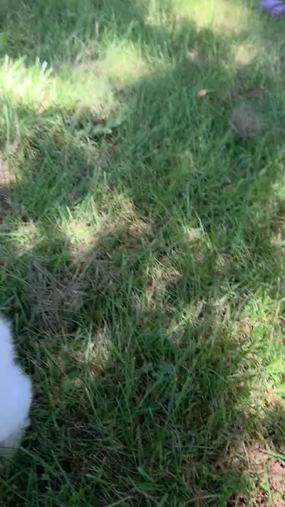 Trout, a male Maltipoo for sale in Hillsboro, OR – 8 of 9