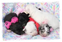 Hypoallergenic Maltipoos, a male Pomapoo for sale in Hillsboro, OR – Photo 4 of 4