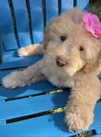 Marina, a female Maltipoo for sale in Hillsboro, OR – 4 of 4