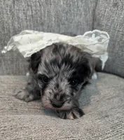 Merle Girl, a female Maltipoo for sale in Vernonia, OR – 3 of 6