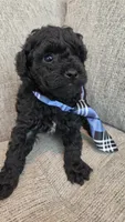 Black Male, a male Maltipoo for sale in Vernonia, OR – 1 of 4