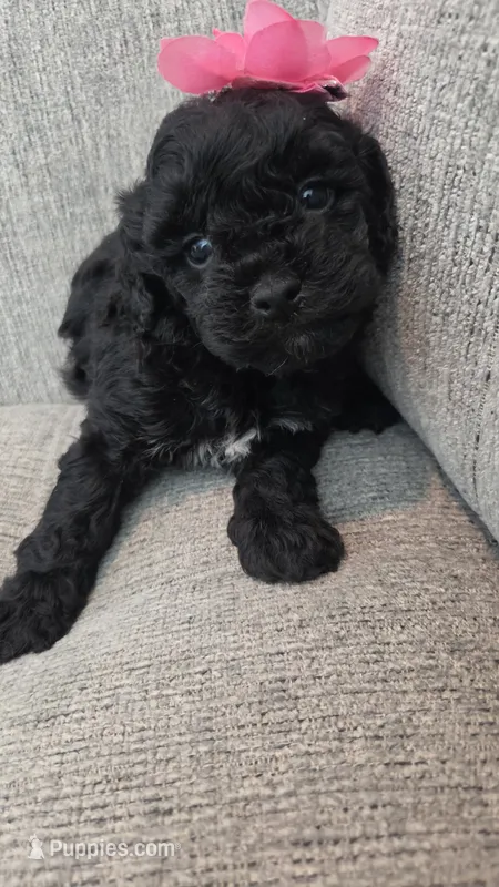 Black Female  – Maltipoo puppy for sale in Vernonia, OR