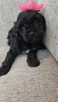 Black Female , a female Maltipoo for sale in Vernonia, OR – 2 of 4