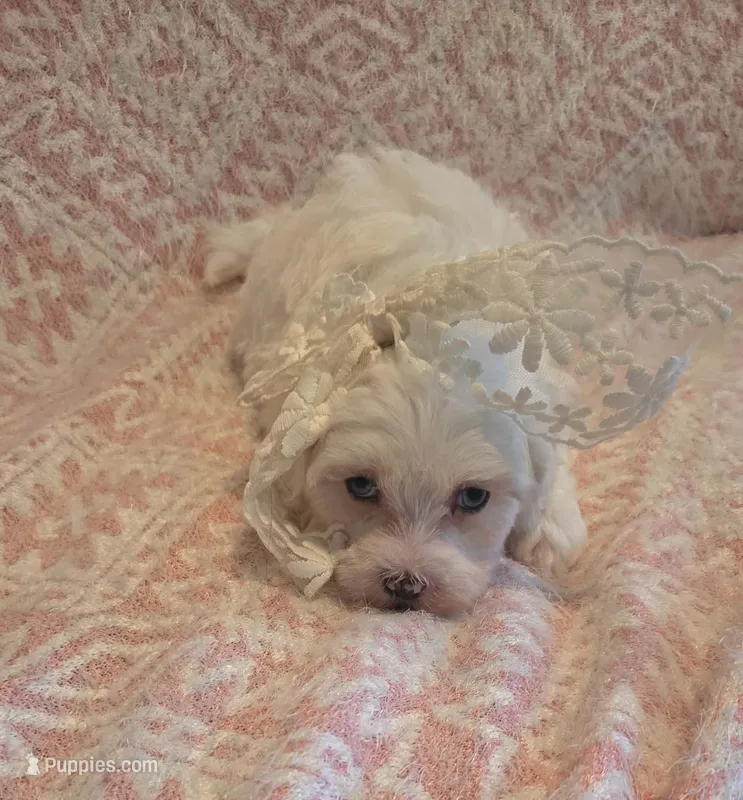 Blue Eyed Girl – Maltipoo puppy for sale in Vernonia, OR