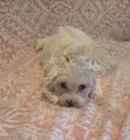 Blue Eyed Girl, a female Maltipoo for sale in Vernonia, OR – 1 of 2