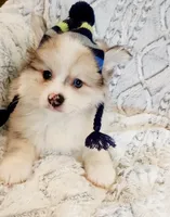 sold, a male Pomeranian for sale in Hillsboro, OR – Photo 1 of 7