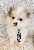 sold, a male Pomeranian for sale in Hillsboro, OR – Photo 6 of 7