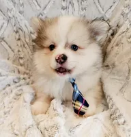 sold, a male Pomeranian for sale in Hillsboro, OR – Photo 5 of 7