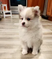 sold, a male Pomeranian for sale in Hillsboro, OR – Photo 2 of 7