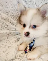 sold, a male Pomeranian for sale in Hillsboro, OR – Photo 3 of 7