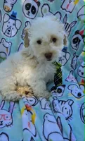 Sardine, a male Maltipoo for sale in Hillsboro, OR – 2 of 6
