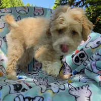 Salmon, a male Maltipoo for sale in Hillsboro, OR – 6 of 7