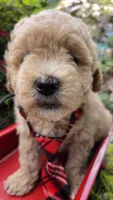Barnacle, a male Maltipoo for sale in Hillsboro, OR – 2 of 4