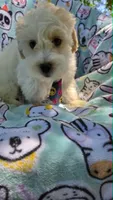 Sardine, a male Maltipoo for sale in Hillsboro, OR – 2 of 8