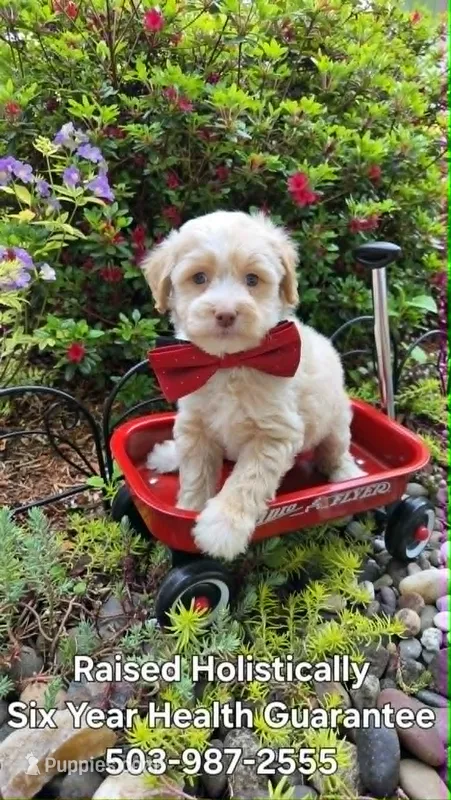Salmon – Maltipoo puppy for sale in Hillsboro, OR