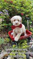 Salmon, a male Maltipoo for sale in Hillsboro, OR – 1 of 2