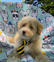 Salmon, a male Maltipoo for sale in Hillsboro, OR – 5 of 7