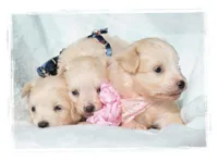 TIny Teacup Pomapoos, a male Pomeranian for sale in Hillsboro, OR – Photo 2 of 2