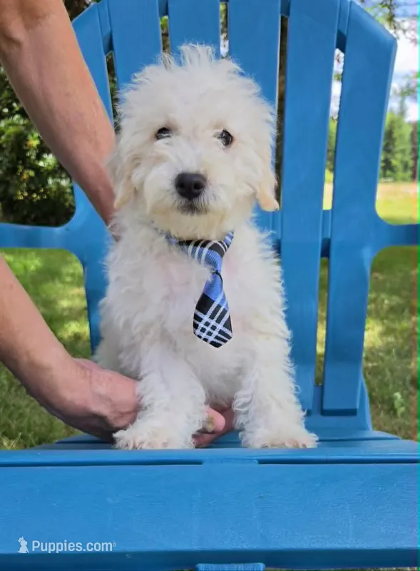 Skipper – Maltipoo puppy for sale in Hillsboro, OR