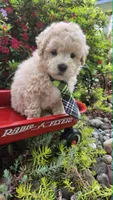 Captain, a male Maltipoo for sale in Hillsboro, OR – 2 of 5