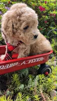 Barnacle, a male Maltipoo for sale in Hillsboro, OR – 4 of 4