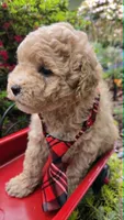Barnacle, a male Maltipoo for sale in Hillsboro, OR – 3 of 4