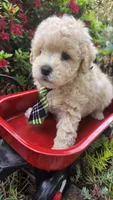 Captain, a male Maltipoo for sale in Hillsboro, OR – 5 of 5