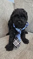 Black Male, a male Maltipoo for sale in Vernonia, OR – 4 of 4