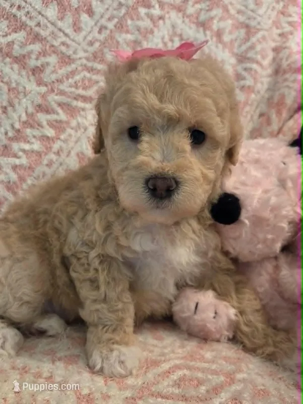 Marina – Maltipoo puppy for sale in Hillsboro, OR