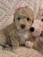 Marina, a female Maltipoo for sale in Hillsboro, OR – 1 of 6
