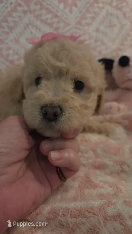 Marina – Maltipoo puppy for sale in Hillsboro, OR