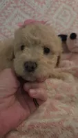 Marina, a female Maltipoo for sale in Hillsboro, OR – 2 of 6
