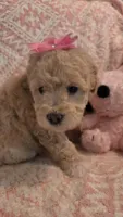 Marina, a female Maltipoo for sale in Hillsboro, OR – 3 of 6