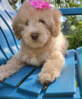 Marina, a female Maltipoo for sale in Hillsboro, OR – 2 of 4