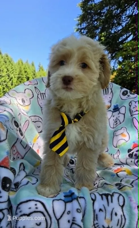 Salmon – Maltipoo puppy for sale in Hillsboro, OR