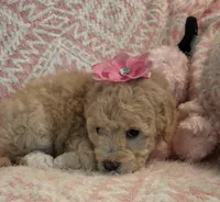 Marina, a female Maltipoo for sale in Hillsboro, OR – 4 of 6