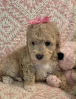 Marina, a female Maltipoo for sale in Hillsboro, OR – 5 of 6
