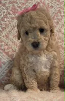 Marina, a female Maltipoo for sale in Hillsboro, OR – 6 of 6