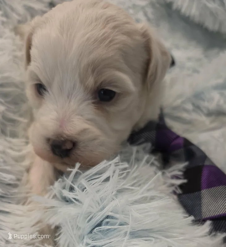 Walleye – Maltipoo puppy for sale in Hillsboro, OR